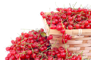 Wall Mural - Harvested red currant