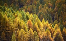 Larch Background - Autumn