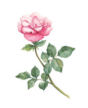 Watercolor Illustration Of Rose Flower