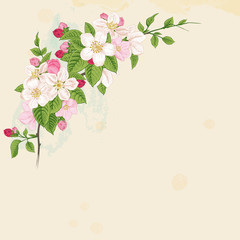 Wall Mural - Branch blossoming apple.