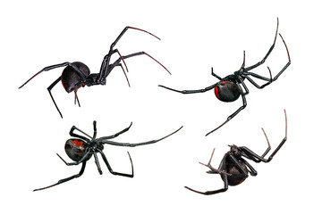 Spider, Black Widow, Red back female, views isolated on white