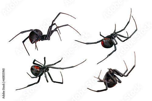 Fotografía Spider, Black Widow, Red back female, views isolated on white