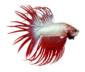 Wall Mural - siamese fighting fish , betta isolated on white background