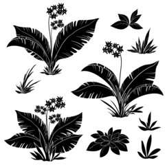 Wall Mural - Flowers and grass set, silhouettes