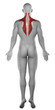© CLIPAREA.com - Trapezius male muscles anatomy posterior view isolated