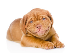 Happy Smiling Bordeaux Puppy Dog. Isolated On White Background