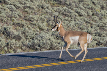 Wall Mural - Pronghorn in Lamar Valley