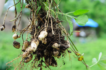 Groundnut Plants