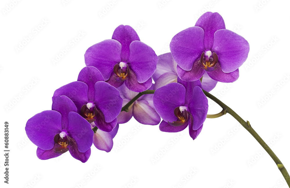 Dark purple orchid isolated on white background - obrazy, fototapety, plakaty 