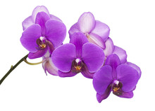 Dark Purple Orchid Isolated On White Background