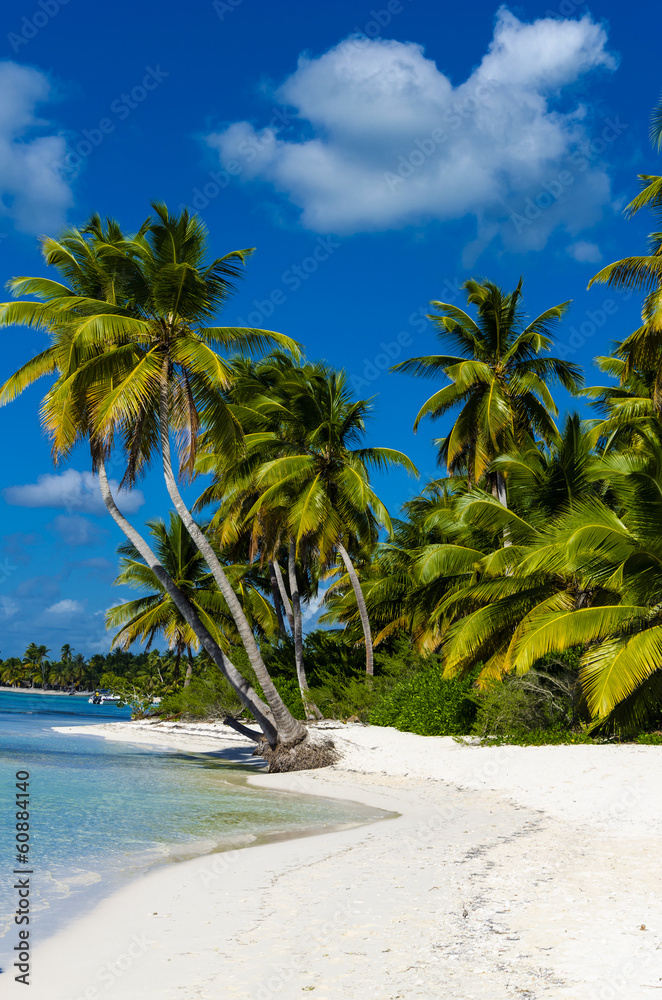 Caribbean beach with a lot of palms - obrazy, fototapety, plakaty 