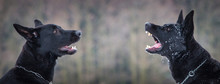 German Shepherd Dog