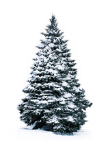 Spruce Covered With Snow