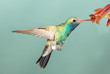 Beautiful Male Broad-billed Hummingbird hoovering with flowers
