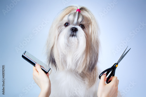 Naklejka na szybę Shih tzu dog grooming