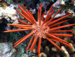 Red slate pencil urchin