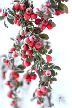 Frosted Red Berries