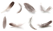 Collage Of Fluffy Feathers Isolated On White