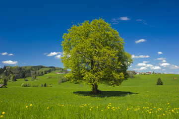 Wall Mural - single big beech tree in meadow at summer