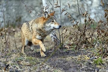 Wall Mural - gray wolf in the woods