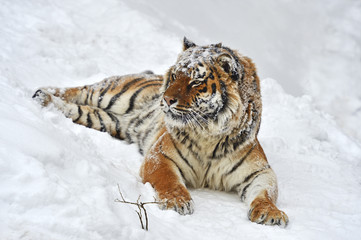Wall Mural - Amur Tiger