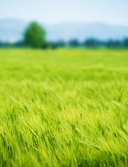 Poster - Fresh green wheat field