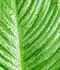 Sticker - Green leaf background