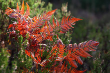 Red Autumn Fern In The Forest