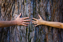 Men's And Woman's Hands Hugging A Tree