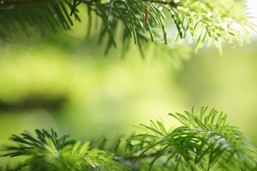 fir tree branch close-up.