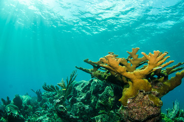 views from the coral reefs at the caribbean sea