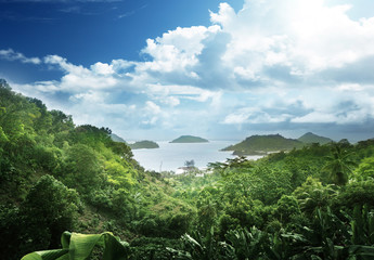 Wall Mural - jungle of seychelles island