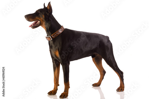 Photographie doberman pinscher sitting on white background