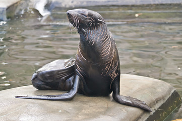 northern fur seal