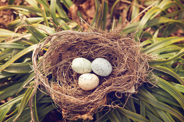 Wall Mural - three bird eggs in a nest spring