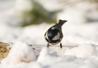 Sticker - Coal tit