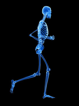 3d rendered illustration - jogger skeleton