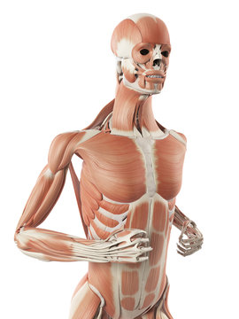 3d rendered illustration - muscle anatomy of a jogger