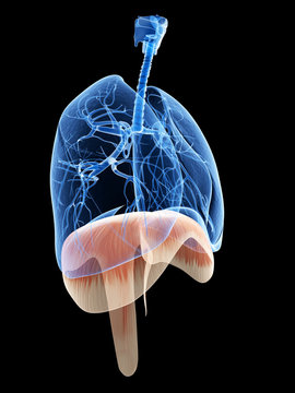 3d rendered illustration - lung and diaphragm