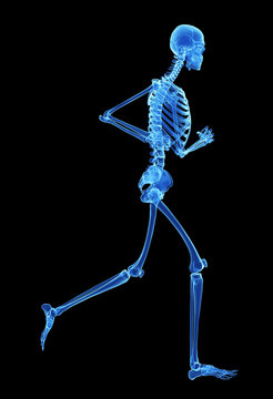 3d rendered illustration - jogger skeleton