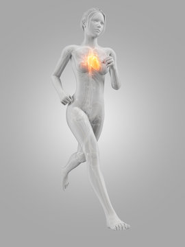 3d rendered illustration - female jogger