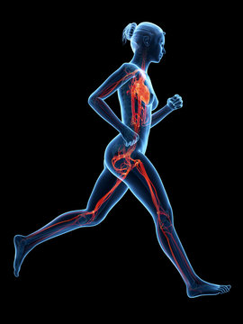 3d rendered illustration - vascular system of a jogger