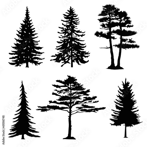 Fotografija coniferous trees silhouettes, collection