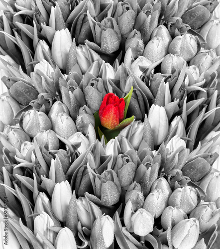 Fototapeta na wymiar tulips. black white with one red flower