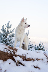  Berger Blanc Suisse Shepherd dog