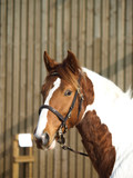 Fototapeta Konie - Horse In Bridle Headshot