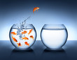 canvas print picture - goldfish jumping - improvement and career concept