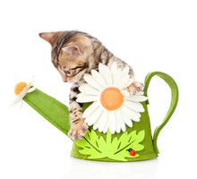 Bengal Kitten In A Toy Watering Can. Isolated On White 