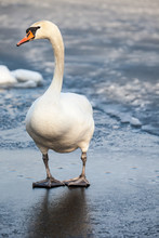 Mute Swan Walking In The Natural Winter Environment.