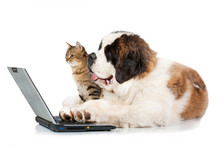 Saint Bernard Puppy With Tabby Cat In Front Of A Laptop